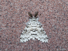Lymantria singapura