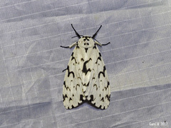 Lymantria subrosea