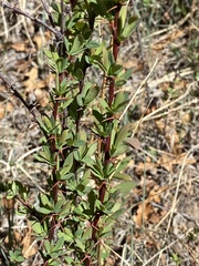 Berberis fendleri