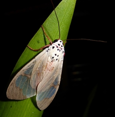 Amerila astreus