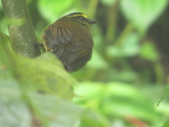 Silvicultrix diadema