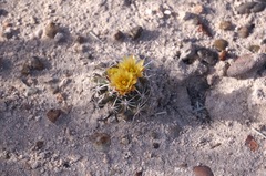 Sclerocactus whipplei