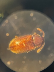 Cryptophaginae