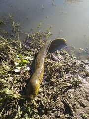 Lepidosiren paradoxa