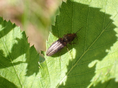 Limonius auripilis