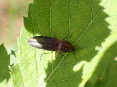 Limonius auripilis