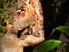 Sciurus variegatoides