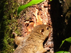Sciurus variegatoides