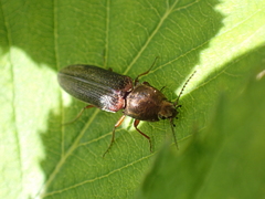 Limonius auripilis