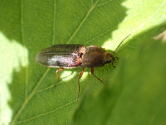 Limonius auripilis