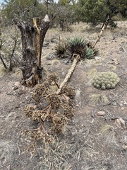 Agave parryi parryi