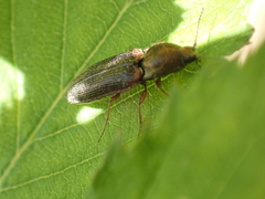Limonius auripilis