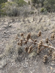 Agave parryi parryi