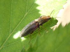 Limonius auripilis