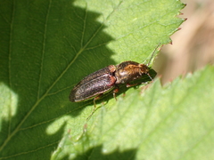 Limonius auripilis