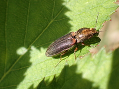 Limonius auripilis