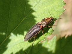 Limonius auripilis