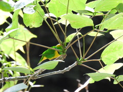 Chlorophonia callophrys