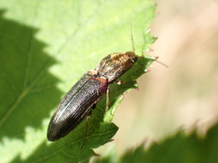 Limonius auripilis