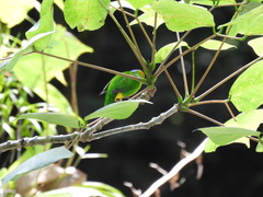 Chlorophonia callophrys