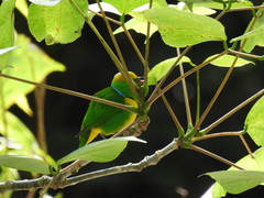 Chlorophonia callophrys