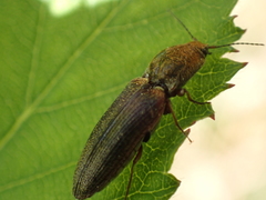 Limonius auripilis