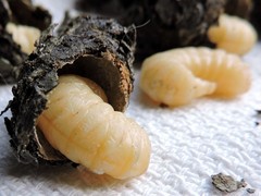 Eufriesea mexicana