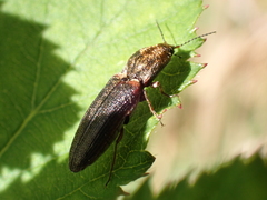 Limonius auripilis