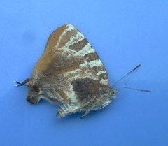 Arawacus ellida
