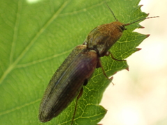Limonius auripilis