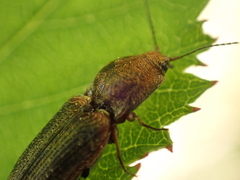 Limonius auripilis