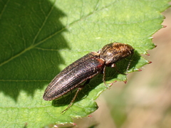 Limonius auripilis