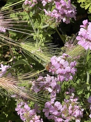 Apis mellifera