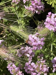 Apis mellifera