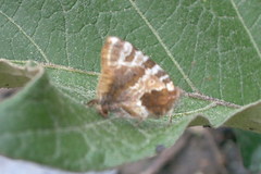 Arawacus ellida