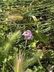 Apis mellifera