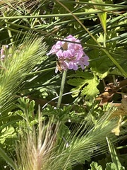 Apis mellifera