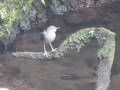 Cinclus mexicanus ardesiacus