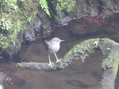 Cinclus mexicanus ardesiacus