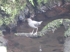 Cinclus mexicanus ardesiacus