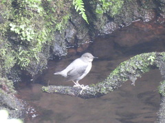Cinclus mexicanus ardesiacus