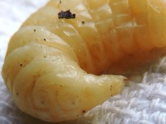 Eufriesea mexicana
