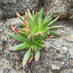 Dudleya formosa