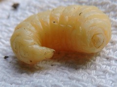 Eufriesea mexicana