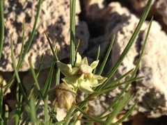 Asclepias sperryi