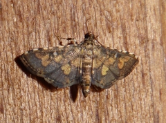 Lamprosema