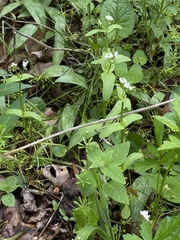 Valerianella chenopodifolia