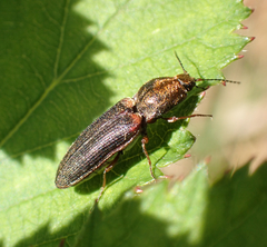 Limonius auripilis