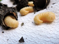 Eufriesea mexicana