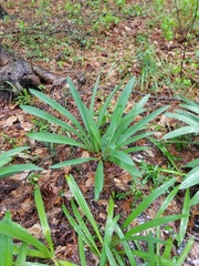 Hymenocallis occidentalis eulae